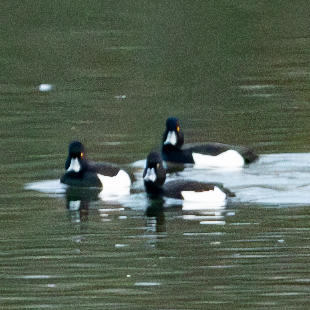 Fuligules Morillon (Tufted duck, Aythya fuligula), mâles nuptiaux, Réserve Naturelle de Mont-Bernanchon, Hauts de France.